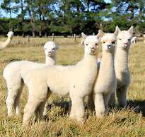 Silverstream Alpaca Farmstay and Tour