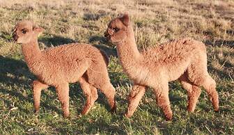 Silverstream Alpaca Farmstay and Tour