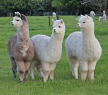 Silverstream Alpaca Farmstay and Tour