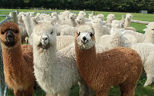 Silverstream Alpaca Farmstay and Tour