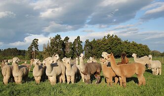 Silverstream Alpaca Farmstay and Tour