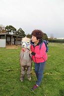 Silverstream Alpaca Farmstay and Tour
