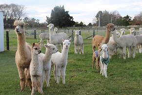 Silverstream Alpaca Farmstay and Tour