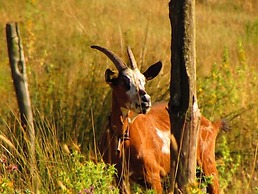 Agriturismo Pian dei Lupi