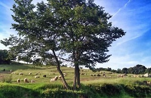 Agriturismo Pian dei Lupi