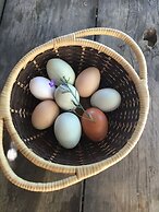 Taos Goji Farm & Eco-Lodge Retreat