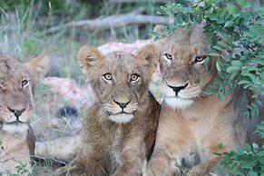 Makumu Private Game Lodge