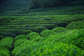 Meijie Mountain Hotspring Resort