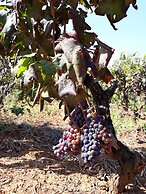 Masseria L'Antico Frantoio