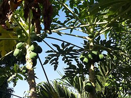 The Nest Tobago Apartments