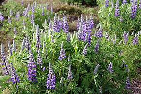 Skarðás Country Cabins