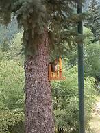 The Green Mountain Falls Lodge