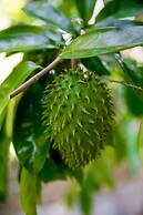 The Orchard Holiday Home