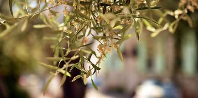 Zeytin Arasi Apart Otel