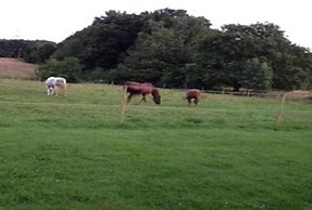 Hotel Forsthaus Alter Foerster