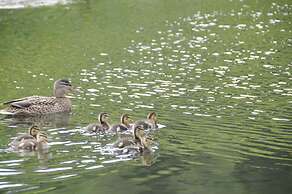 Gasthof Pension Appartements Zur Gams