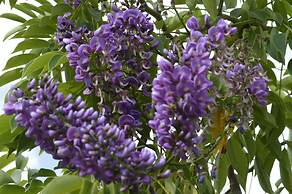 Ocean Zen Suites on 5th Avenue - Adults Only