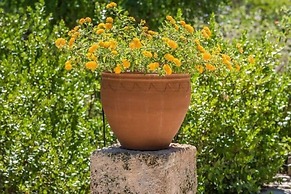 Tia Maria Country Inn