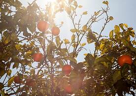 Lavanta Hotel Turunc