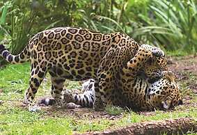 Appartements Residence DE Lestran