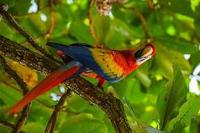 Selva Color Forest & Beach Ecolodge