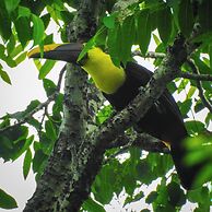 Selva Color Forest & Beach Ecolodge