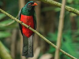 Selva Color Forest & Beach Ecolodge