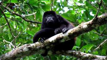 Selva Color Forest & Beach Ecolodge