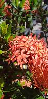 Alajuela City Hotel & Guest House
