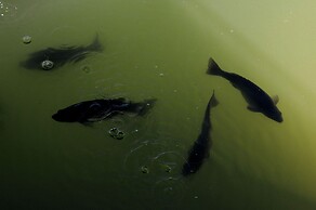 The Boathouses at Leaves & Fishes
