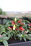 Hotel Altavilla Catanzaro