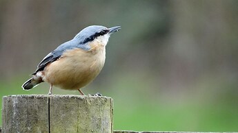 Yew Tree Cottage B&B