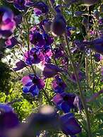 Yew Tree Cottage B&B