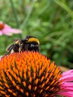 Yew Tree Cottage B&B