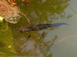 Yew Tree Cottage B&B