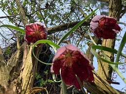 Yew Tree Cottage B&B