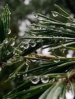 Yew Tree Cottage B&B