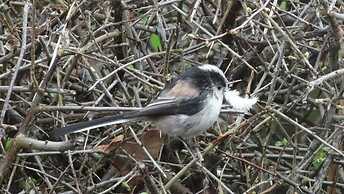 Yew Tree Cottage B&B