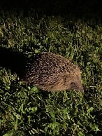 Yew Tree Cottage B&B