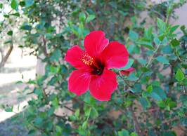 Fattoria il Borghetto