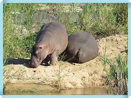 Foxy Crocodile Bush Lodge & Kruger Safari's - No Loadshedding