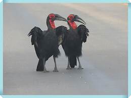 Foxy Crocodile Bush Lodge & Kruger Safari's - No Loadshedding