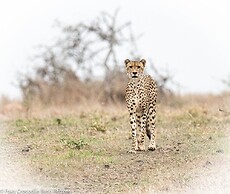 Foxy Crocodile Bush Lodge & Kruger Safari's - No Loadshedding