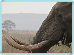 Foxy Crocodile Bush Lodge & Kruger Safari's - No Loadshedding