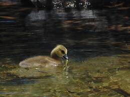 Maple Grove Cottages