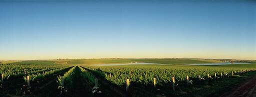 The Sampson - Orange