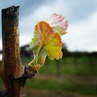 The Sampson - Orange