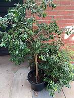 Crown Accommodation Bendigo CBD