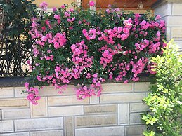 Agva Camlibahce Konuk Evi