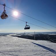 Levi Suites Levi Gold